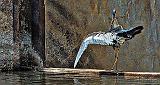 Heron Dance On A Dam_DSCF20280